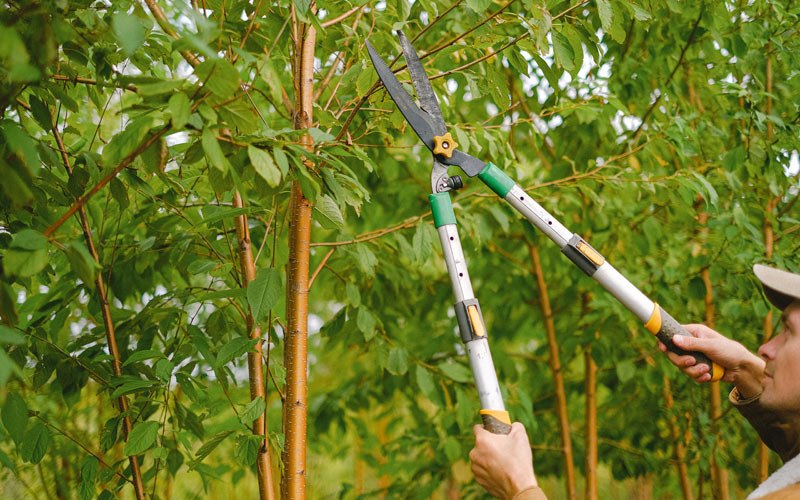 Tree trimming in Scotland, IN