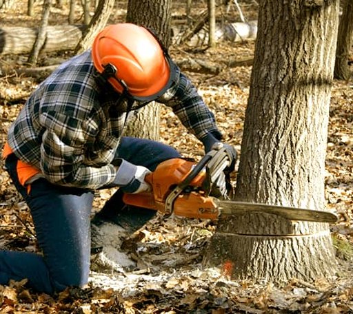 Tree Removal in Scotland, IN